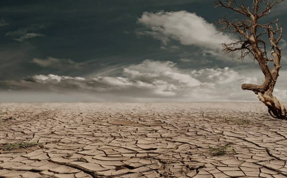 Photo of Tree in Desert