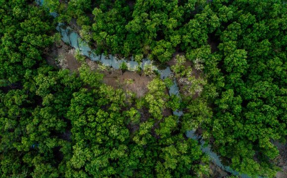 Arial photo of river through trees