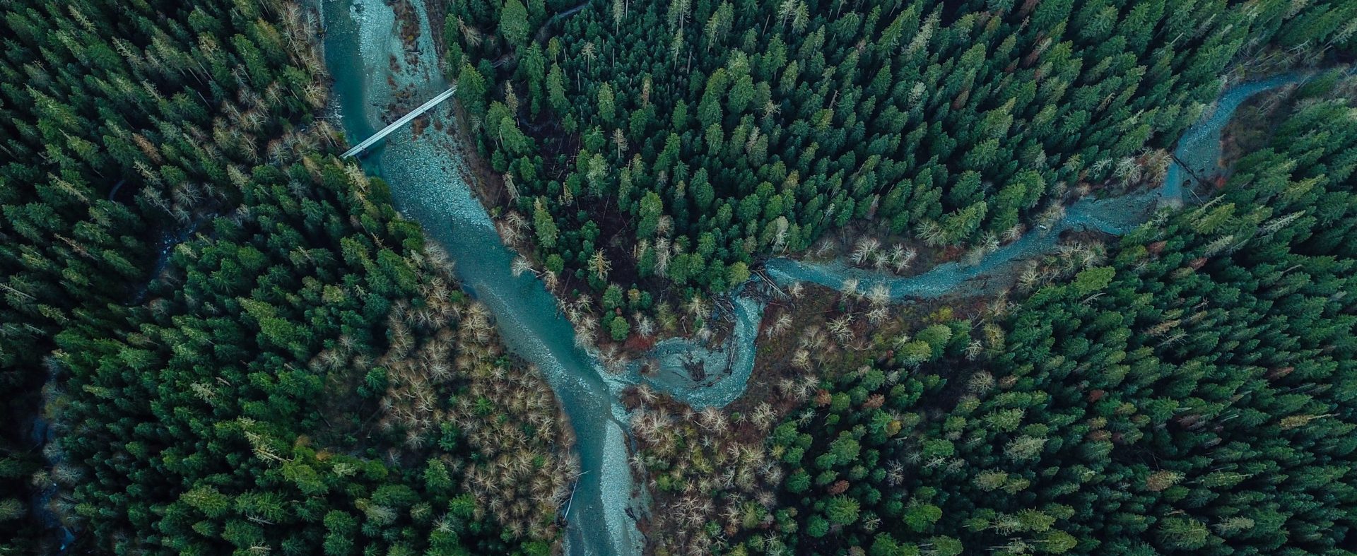 An aerial view of a river surrounded by forest.
