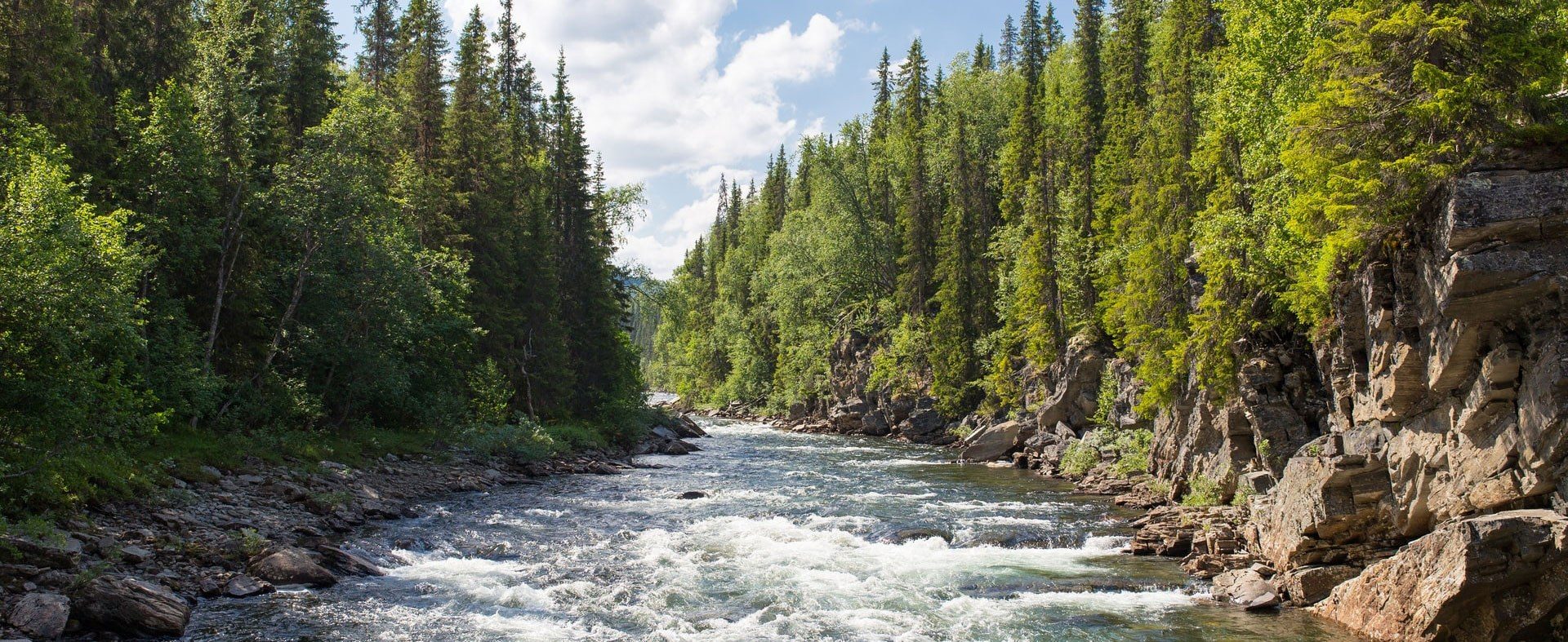 Photo of a river surrounded by evergreen trees