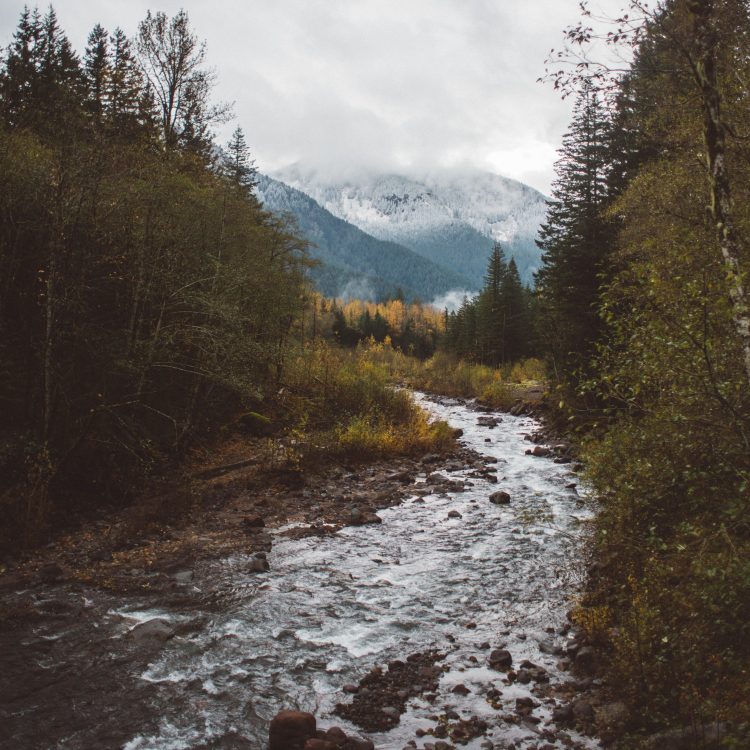 a photo of a river surrounded by trees with mountains in the back. fog hangs low over the mountains.